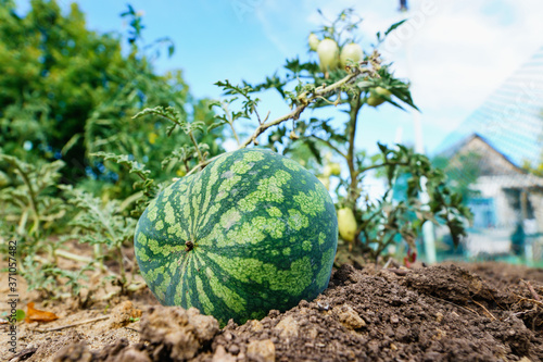 ripe watermelon in the garden