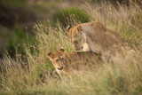 Lioness close to her cub at Masai Mara, Kenya