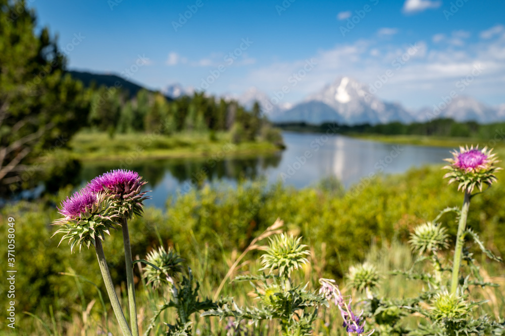 Fototapeta premium Nodding Thistle, an invasive weed, grows in Grand Teton National Park. Taken at Oxbow Bend