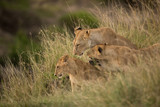 Lioness with her cubs at Masai Mara, kenya