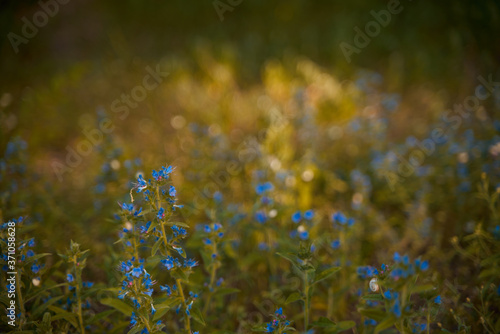 meadow full of flowers with blue petals autumn bokeh. larkspur and delphinium during fall © AlexGo