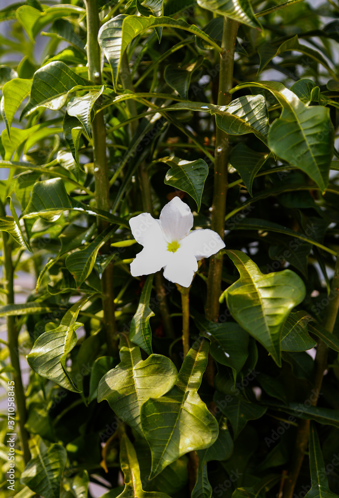 Fototapeta premium white flowers of a tropical plant
