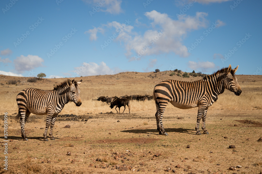 Obraz premium beautiful zebras stands in its natural habitat