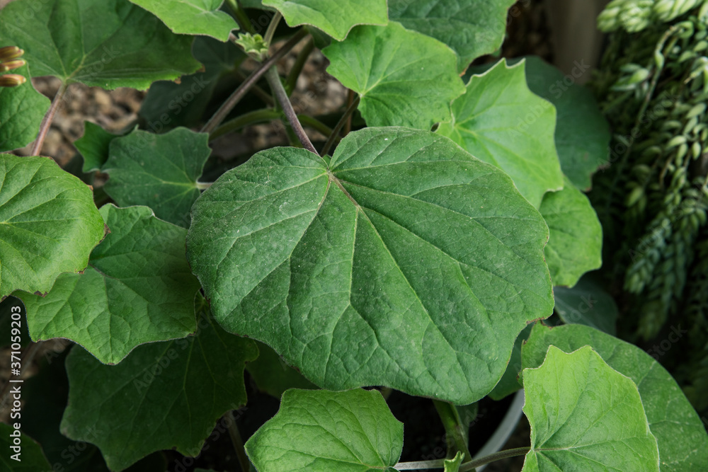 Flora. House plant. Closeup view of a Senecio petasitis, also known as Velvet Groundsel, beautiful green leaves foliage. Flora. House plant. Closeup view of a Senecio petasitis, also known as Velvet Groundsel, beautiful green leaves foliage.