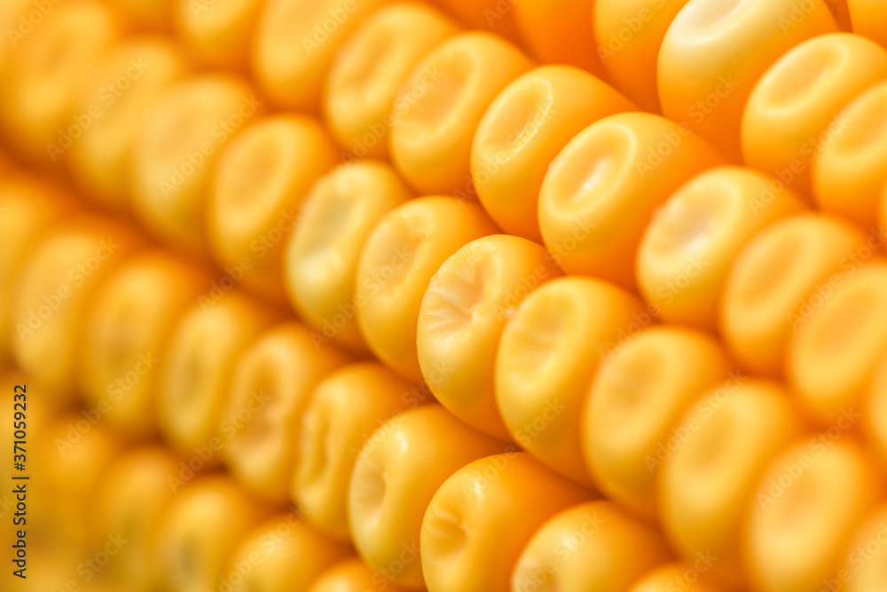 Ripe yellow kernels on corn on the cob, macrophotography Ripe yellow kernels on corn on the cob, macrophotography