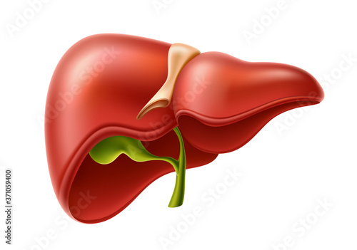 Vector human liver anatomy structure 3d icon