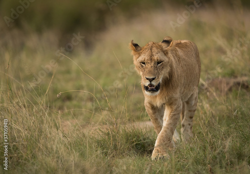 A lion walking in the grassland of Masai Mara © Dr Ajay Kumar Singh