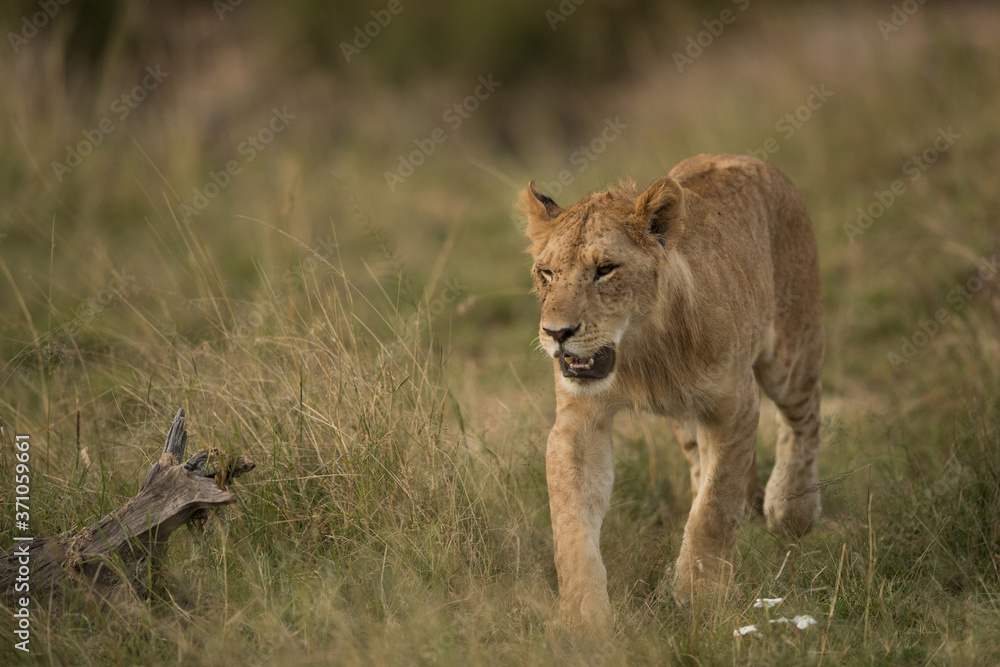 closeup of a Lion cub walking in Savannah, Masai Mara closeup of a Lion cub walking in Savannah, Masai Mara