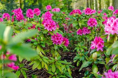 Wallpaper Mural Rhododendron (disambiguation) is a genus of 1,024 species of woody plants in the heath family (Ericaceae), either evergreen or deciduous, and found mainly in Asia.  Torontodigital.ca