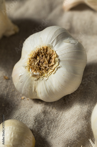 Raw White Organic Garlic Bulbs