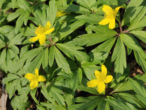 Yellow anemone ranunculoides flowers. Spring blossom. photo