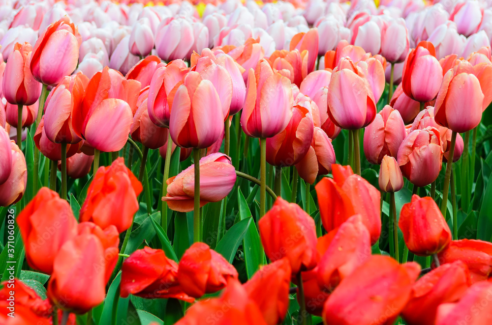 Field of flowering  colorful tulips.