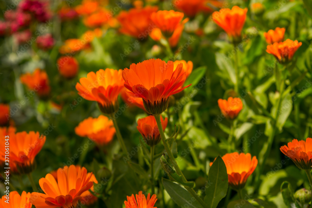Calendula officinalis