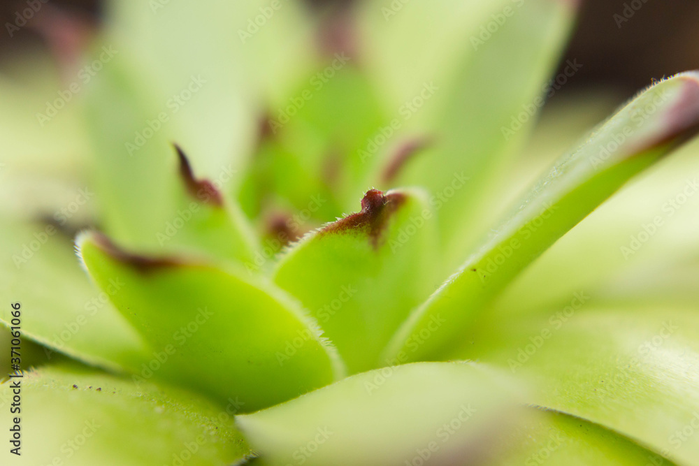 bright green indoor flower close up bright green indoor flower close up