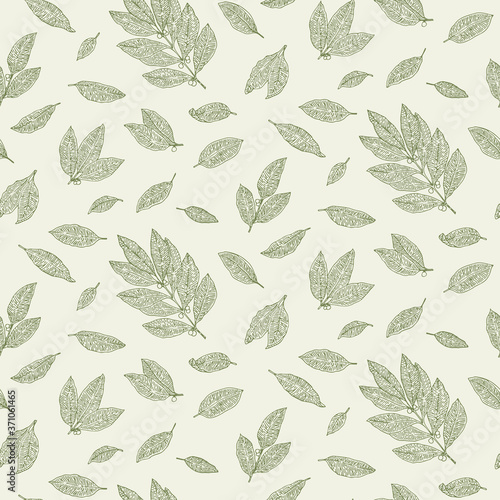 Bay leaf. Botanical hand drawn pattern. Herbs and Spices. Engraved style 