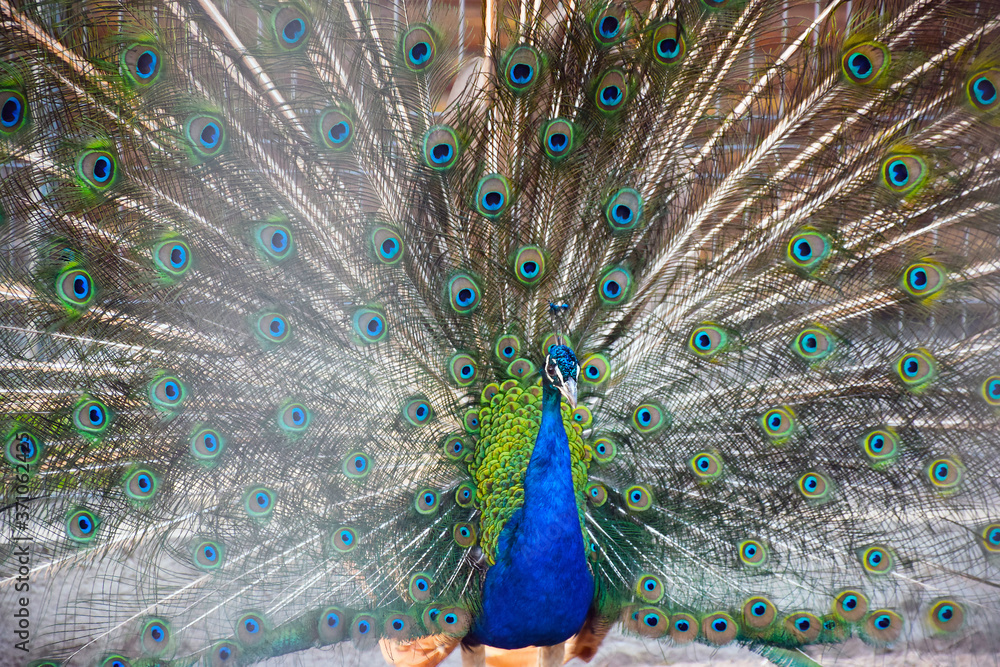 Naklejka premium Close up portrait of a beautiful bird with colourful feathers. Indian peacock showing his iridescent tail fanned out.