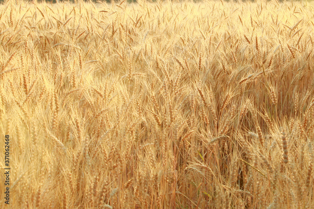 Russian wheat field of rye in open space.