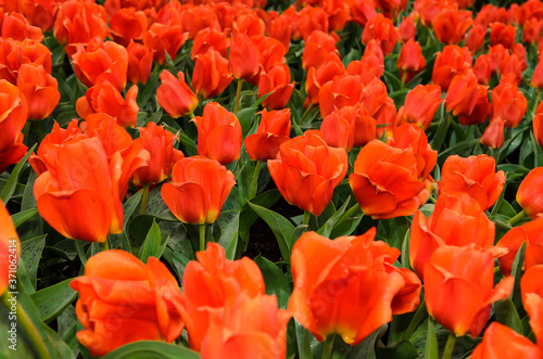 Fields of very beautiful bright red tulips with buds in the form of a rose. Netherlands