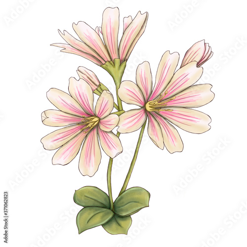 lovely hand drawn flowers decor 300 dpi digital art