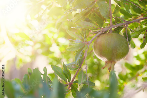 Pomegranate on abstract background with green garnet tree leaves