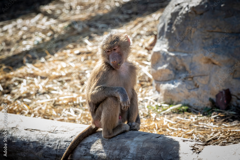 An adolescent Hamadryas Baboon relaxing in the sunshine