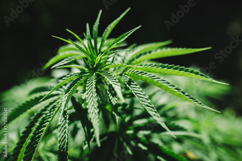 green leaves of marijuana plant in nature