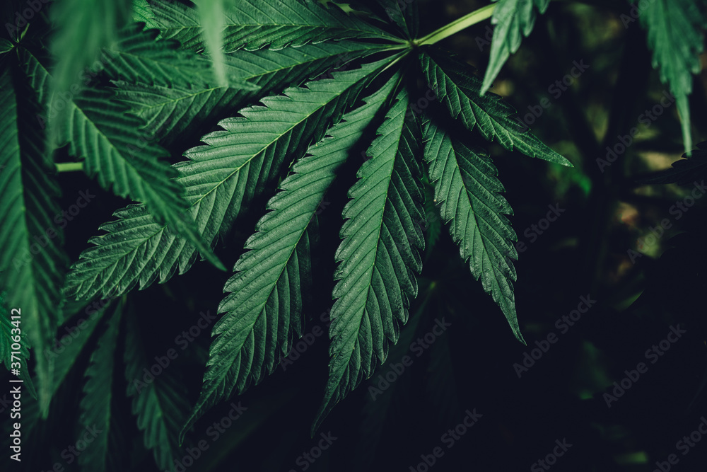 Marijuana leaves, cannabis