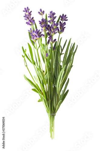 Fresh lavender sprig with violet flowers isolated on a white background. Design element for product label, catalog print, web use.