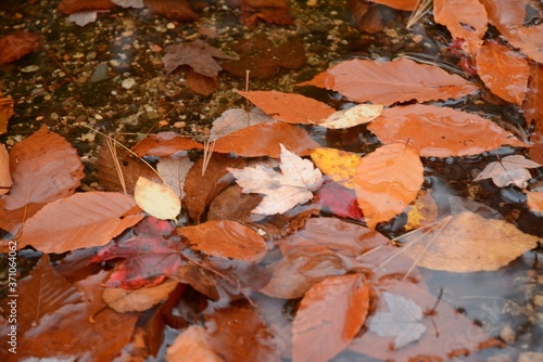 Autumn Leaves in Stream