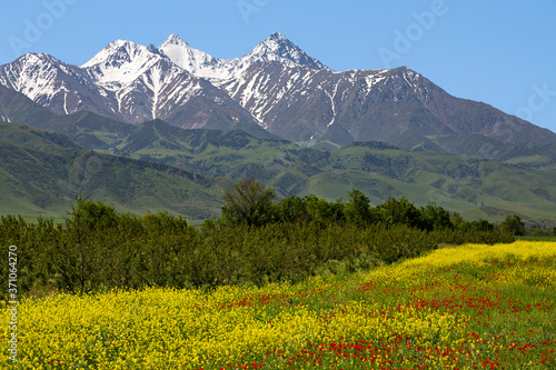 Spring flowers with Tien Shan mountains in the background, Bishkek, Kyrgyzstan