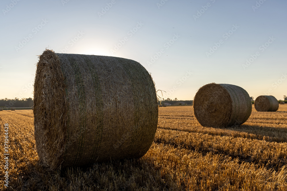 Hay bales, bales of straw, on a field at sunset