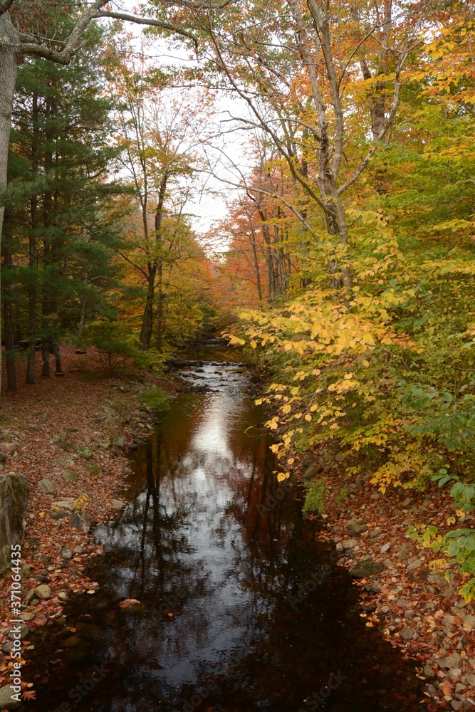 Autumn Trees and Colorful Leaves Around Stream Autumn Trees and Colorful Leaves Around Stream