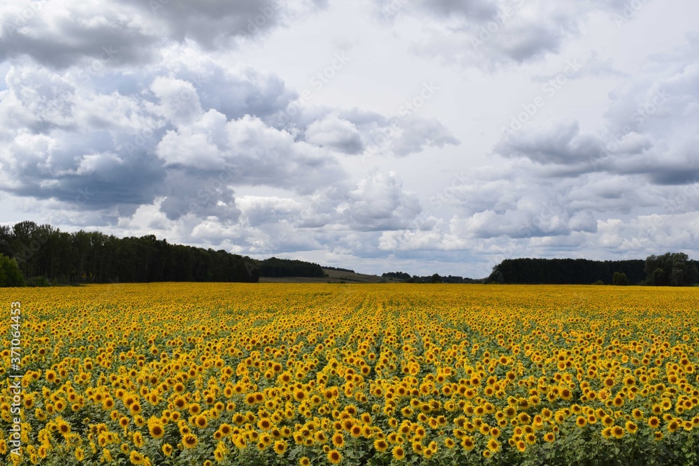 Obraz premium Sunflowers.Field.Sky. Summer