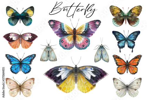 Collection of watercolor butterflies and moths in a realistic style. Butterfly clip art for wedding invitation or greeting cards isolated on white background. © Fefelova Yana