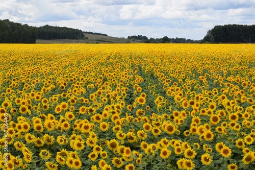Sunflowers.Field.Sky. Summer