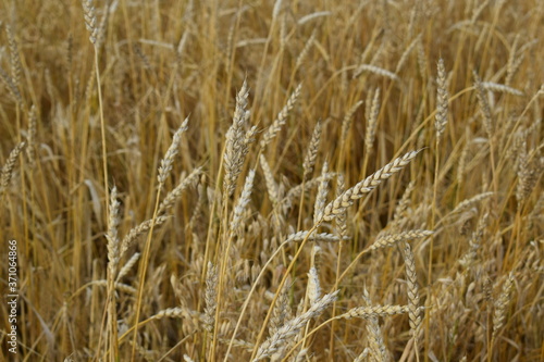 Wheat.Ears