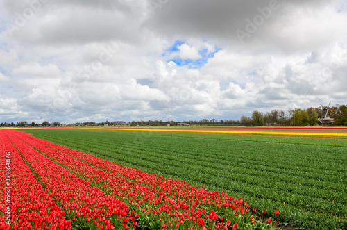 Fields of flowering tulips. Holland