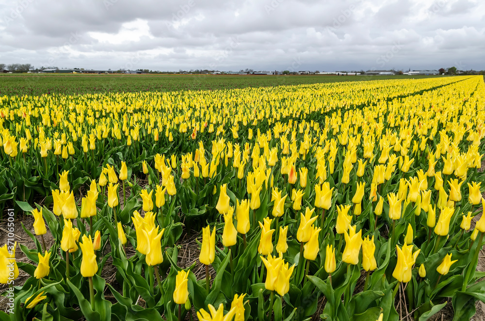 Fototapeta premium Fields of flowering tulips. Holland