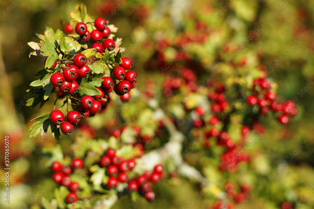 Hawthorn (Crataegus) dark red fruit with blurry background autumn concept Hawthorn (Crataegus) dark red fruit with blurry background autumn concept