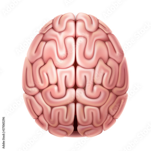 Vector human brain anatomy structure 3d icon