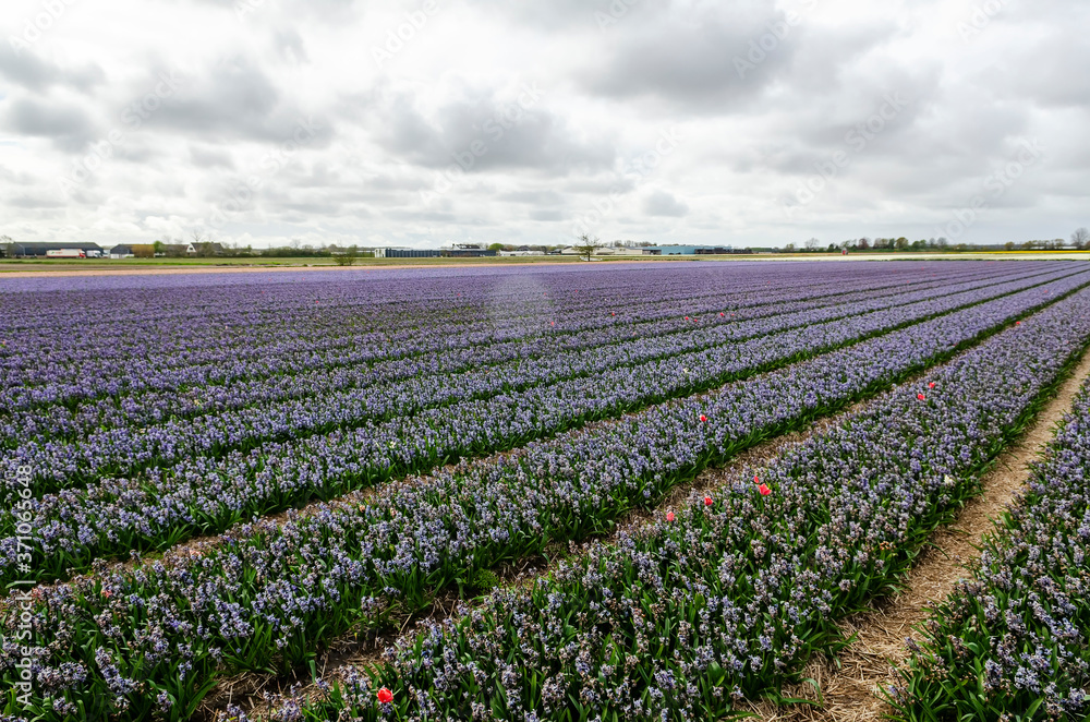 Fields of flowering hyacinths. Holland