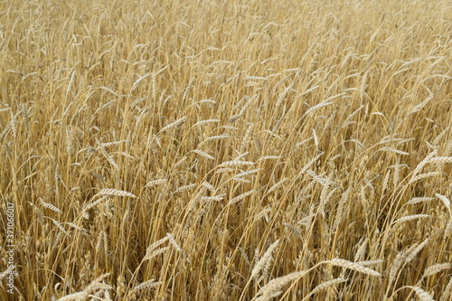 Wheat.Field