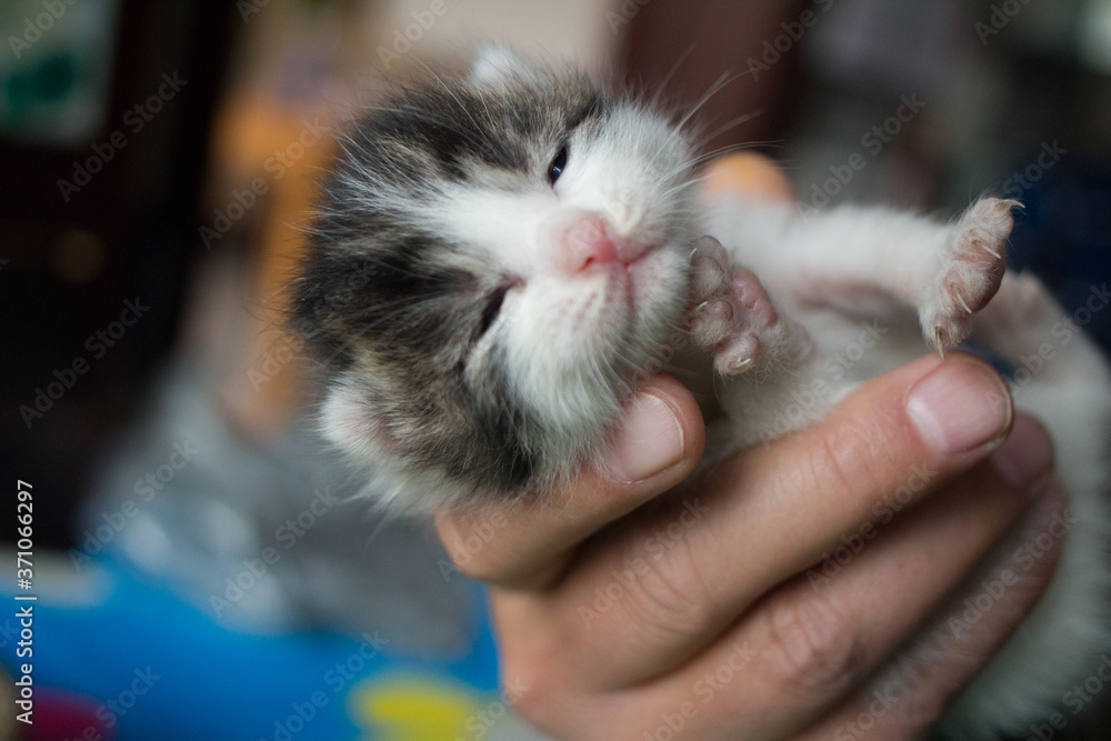 Obraz premium new born kittens