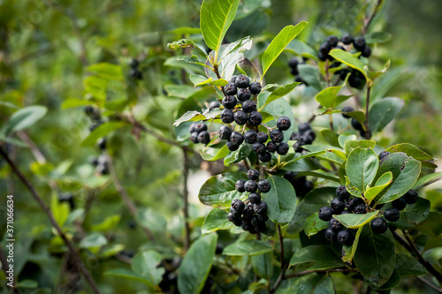 ripe aronia fruits on tree branches