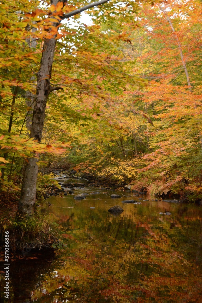 Autumn Leaves with Sream in Forest Autumn Leaves with Sream in Forest