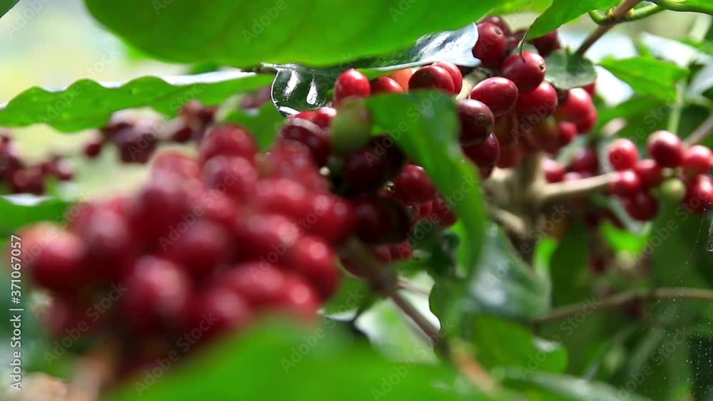 Woman harvesting red mature coffee berries Woman harvesting red mature coffee berries