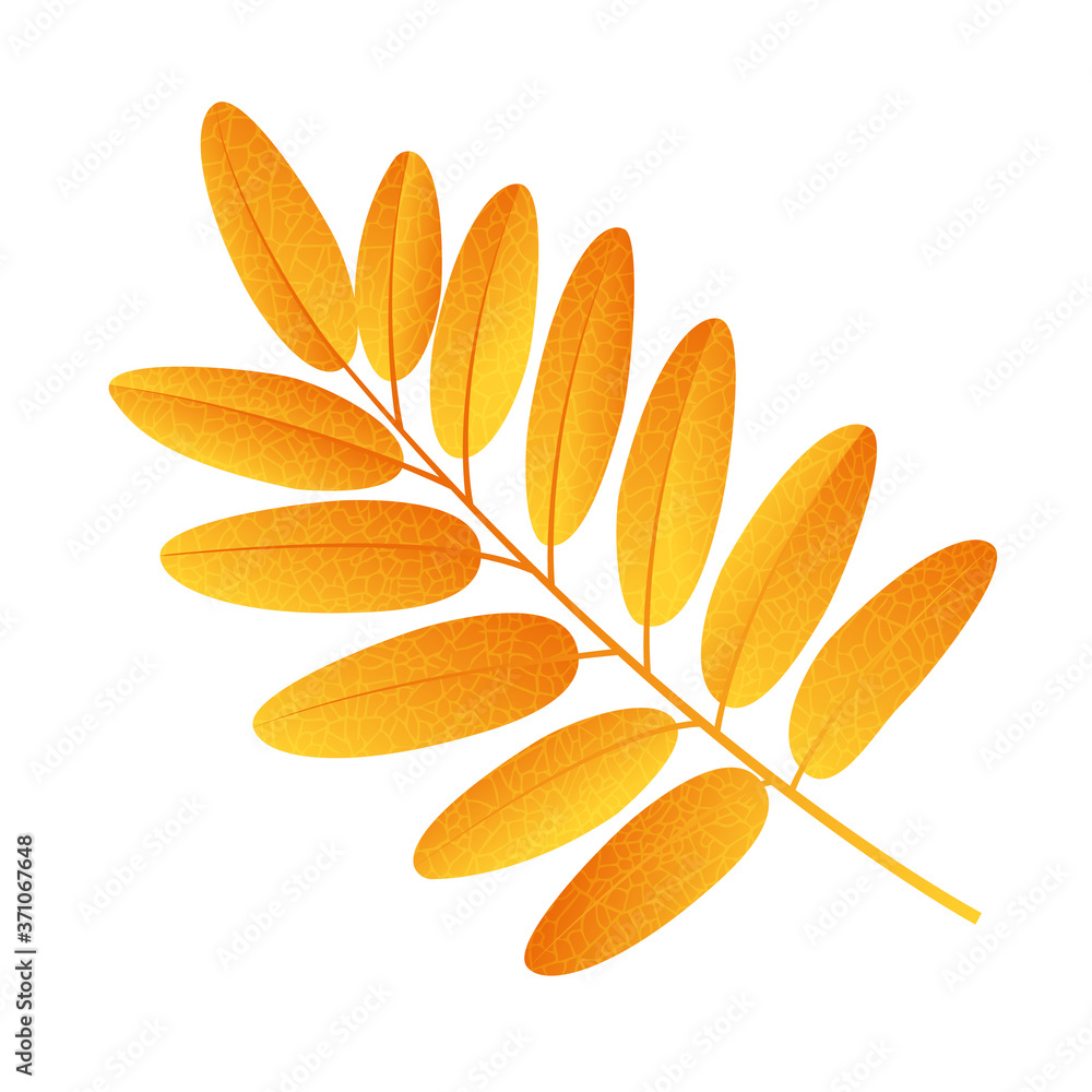 Naklejka premium Autumn rowan leaf vector on a white background