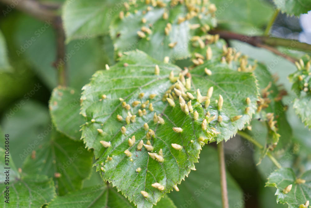 tree suffers from infection in summer, gall mite tree suffers from infection in summer, gall mite