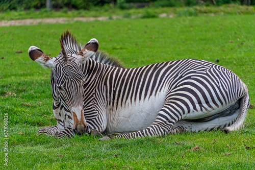 Zebra laying down