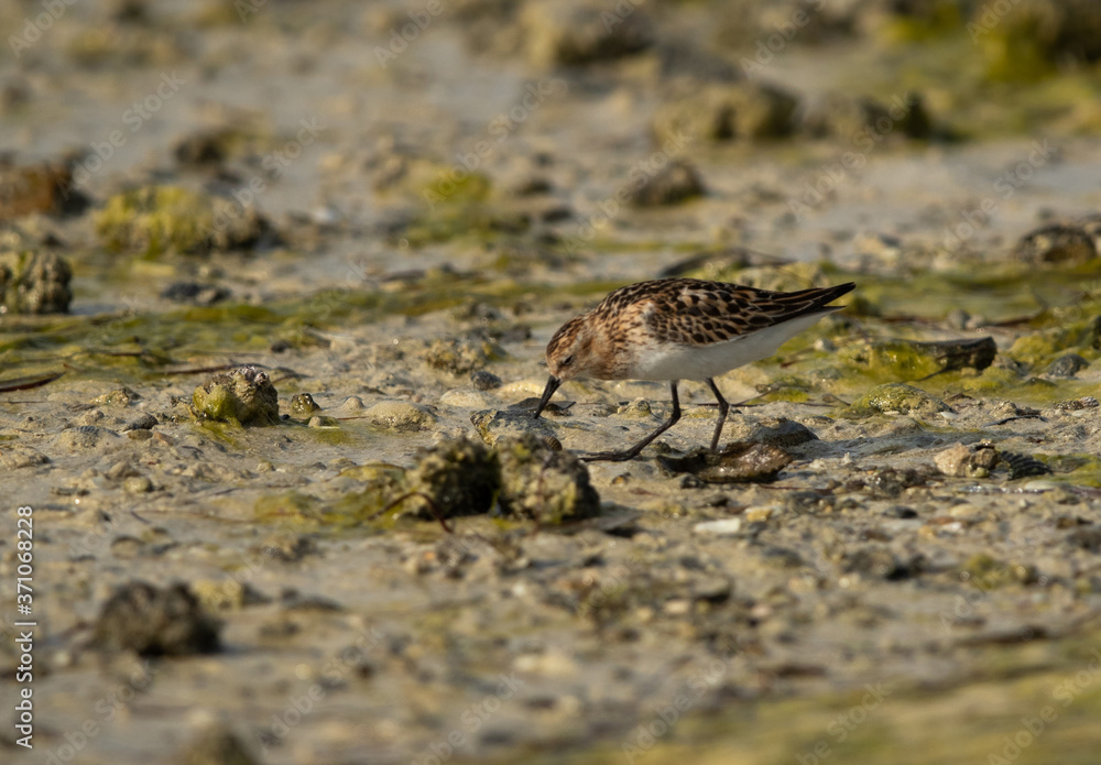 The little stint feeding at Busaiteen coast of Bahrain 